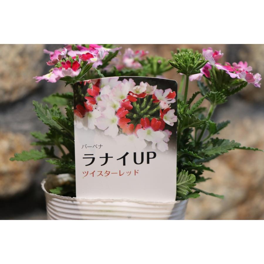 宿根バーベナ ラナイUP ツイスターレッド 3.5号ポット苗 寄せ植え
