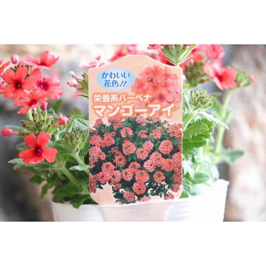 マンゴー苗　品種　パール　花芽付き マンゴー苗 品種 パール 花芽付き 【公式通販】