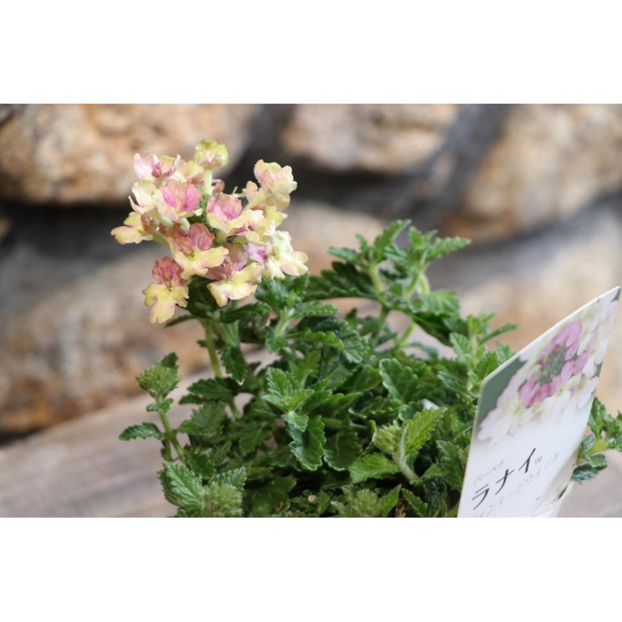 宿根バーベナ ラナイ ヴィンテージウォッカ 3 5号ポット苗 寄せ植え 花壇 Verbena6 グリーンプラザ山長ヤフーショッピング店 通販 Yahoo ショッピング