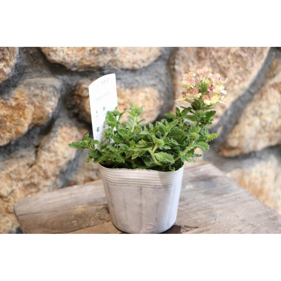 宿根バーベナ ラナイ ヴィンテージウォッカ 3 5号ポット苗 寄せ植え 花壇 Verbena6 グリーンプラザ山長ヤフーショッピング店 通販 Yahoo ショッピング
