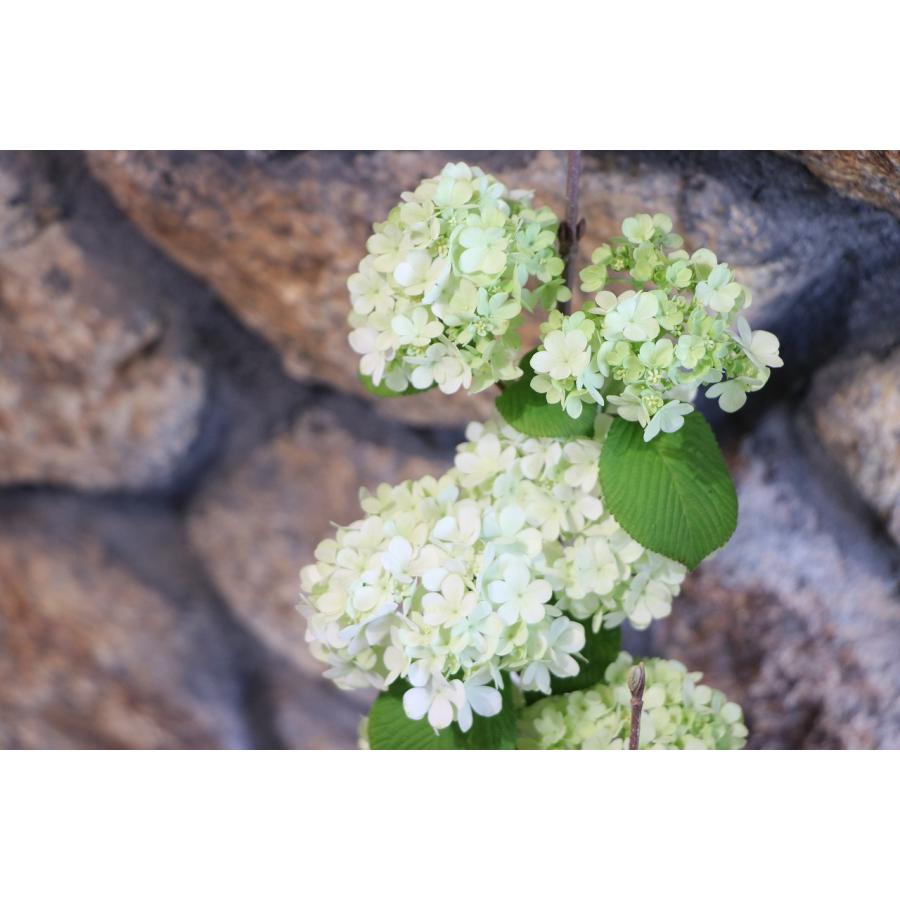 オオデマリ 6号鉢 大手毬 ヴィブルヌム 鉢花 鉢植え 地植え 植木