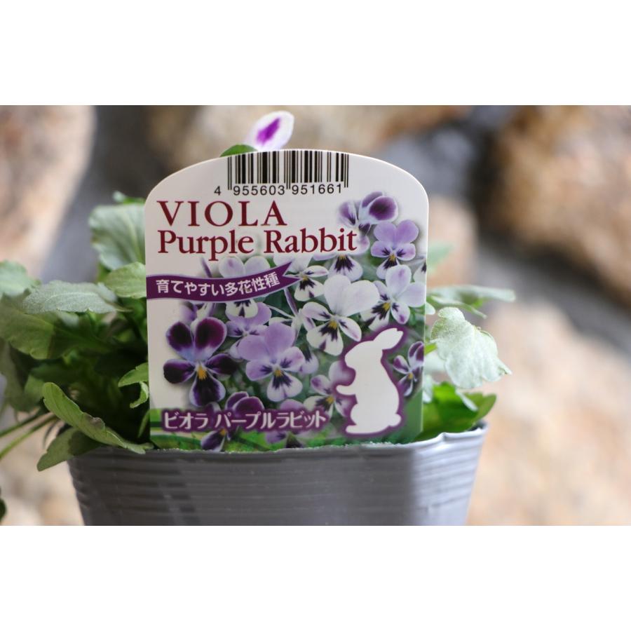 うさぎ耳ビオラ パープルラビット 3.5号ポット苗 ビオラ 福花園