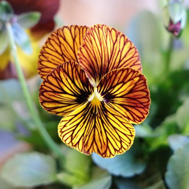 ビオラ タイガーアイ レッド 3.5号ポット苗 寄せ植え 花壇 鉢植え