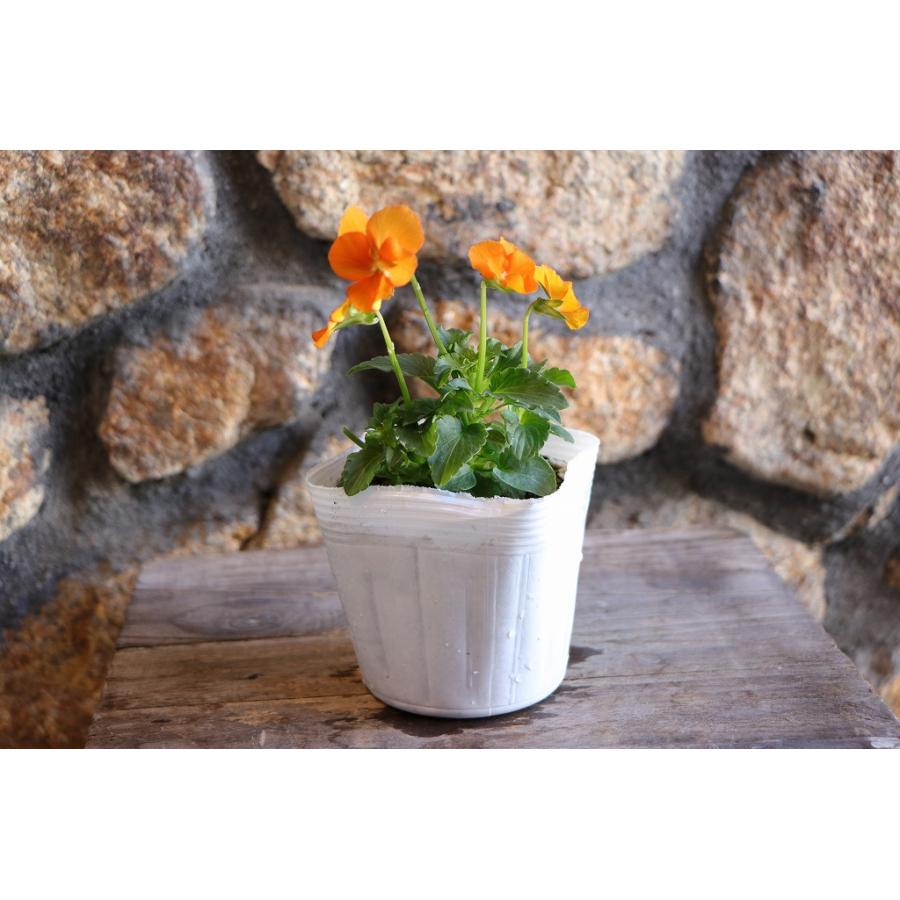 ビオラ オレンジ 3.5号ポット苗 寄せ植え 鉢植え 花壇 お洒落 おしゃれ