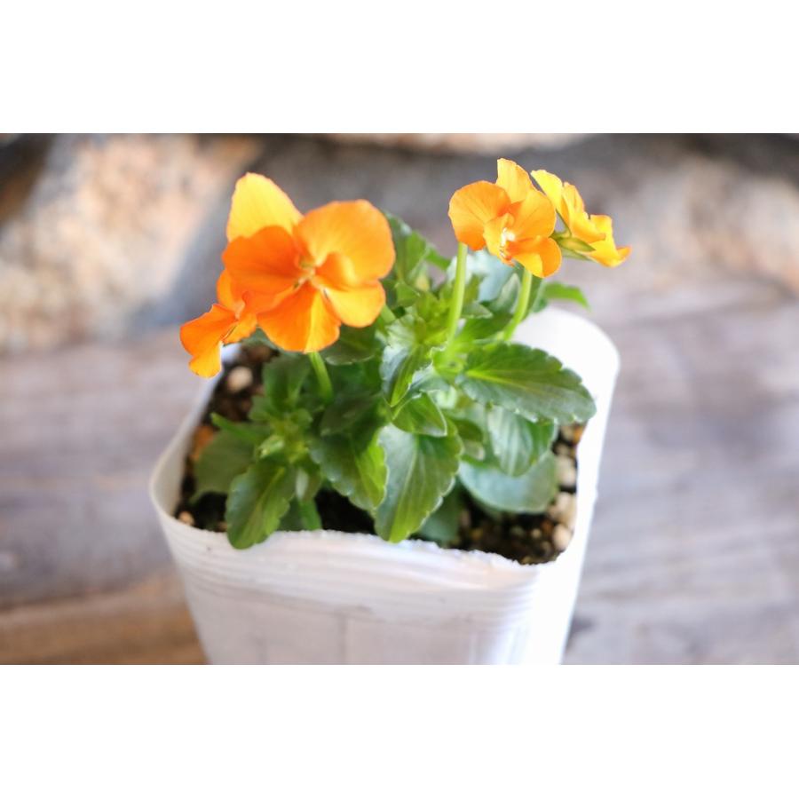 ビオラ オレンジ 3.5号ポット苗 寄せ植え 鉢植え 花壇 お洒落 おしゃれ
