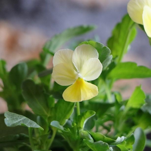 ビオラ レモンシフォン 3.5号ポット苗 寄せ植え 鉢植え 花壇 お洒落
