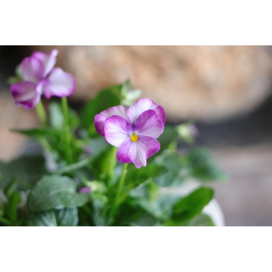ビオラ ラベンダーピンク 3.5号ポット苗 寄せ植え 鉢植え 花壇 お洒落