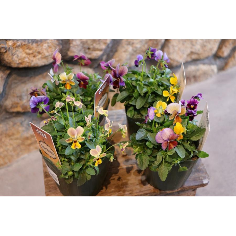 ゲブラナガトヨ ビオラ アマゾネス 2色MIX植え アソート 3.5号ポット苗