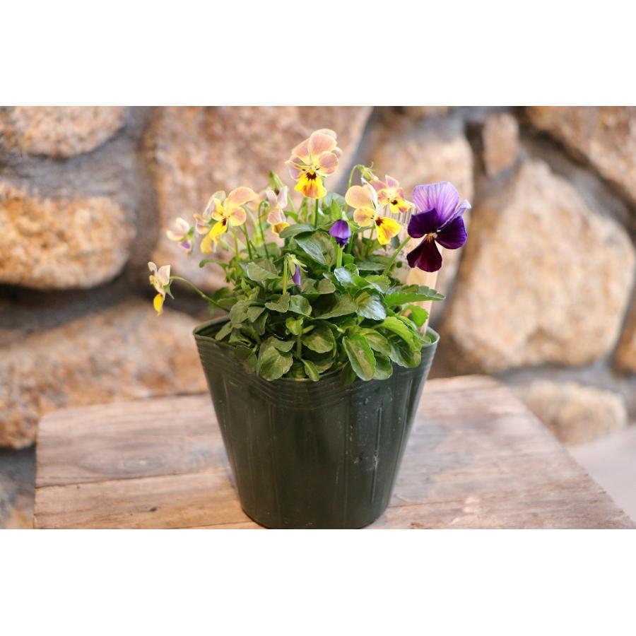 ゲブラナガトヨ ビオラ アマゾネス 2色MIX植え アソート 3.5号ポット苗