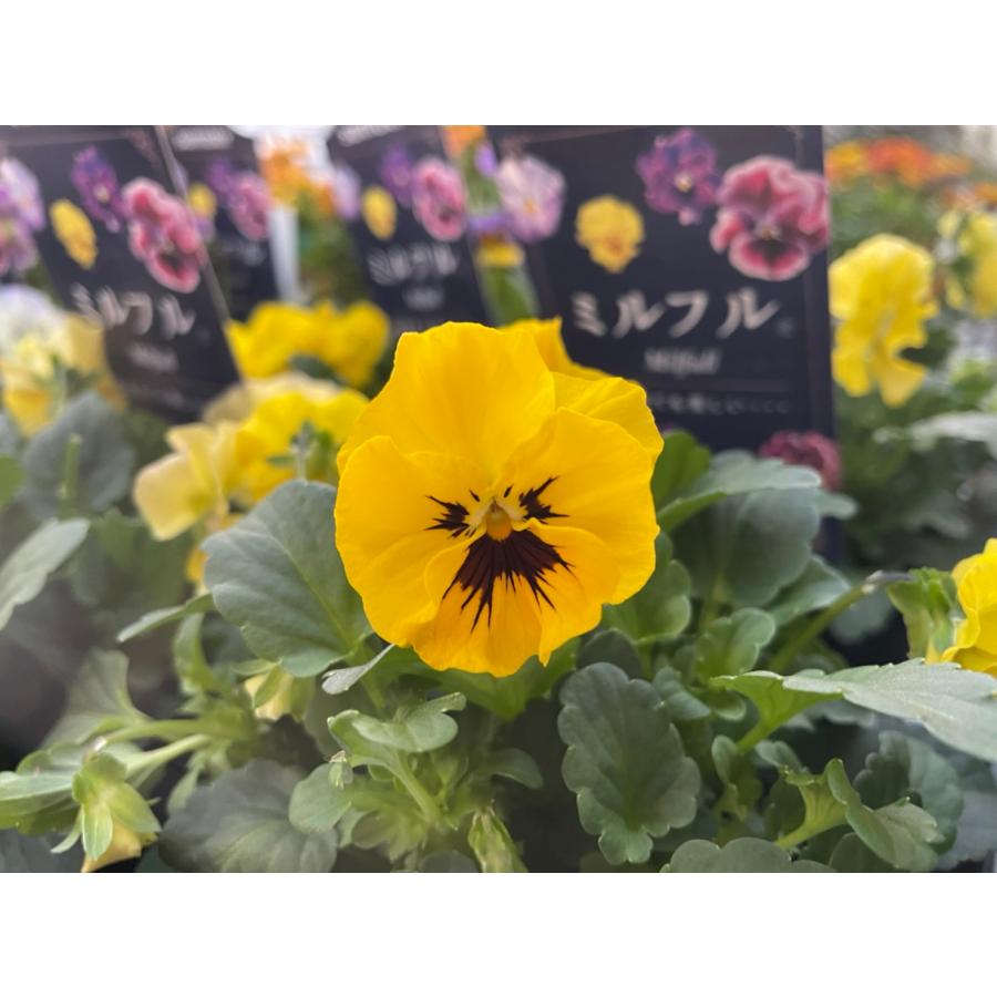 サントリー ミルフル イエローミックス 3.5号ポット苗 パンジー ビオラ