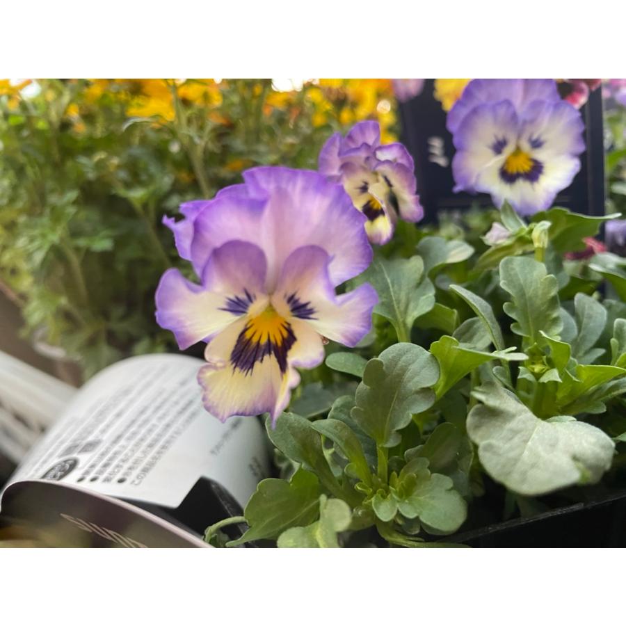 サントリー ミルフル ブルーミックス 3.5号ポット苗 パンジー ビオラ