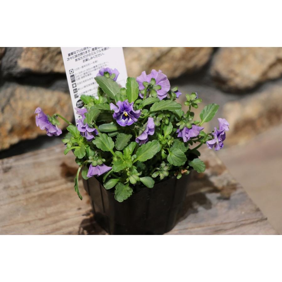 サントリー ミルフル ブルーミックス 3.5号ポット苗 パンジー ビオラ