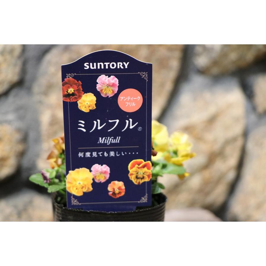 サントリー ミルフル アンティークフリル イエローミックス 3.5号