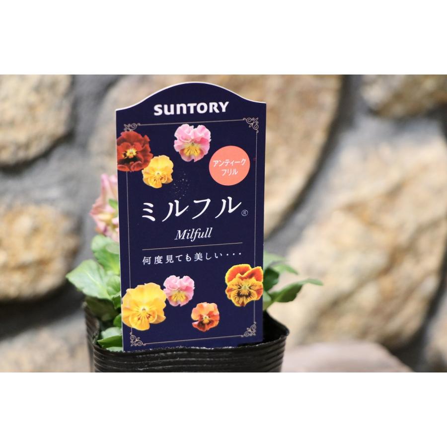 SUNTORY ミルフル 紫と白の花 1ポット苗 10月2 3日 SUNTORY ミルフル
