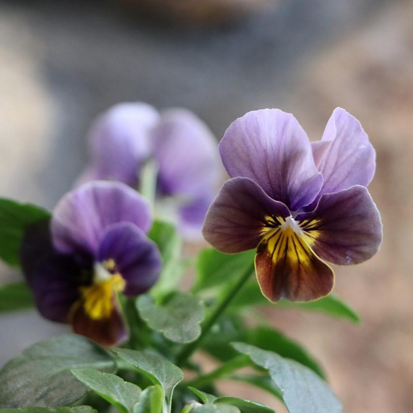 ビオラ フロステッドチョコレート 3.5号ポット苗 寄せ植え 花壇 鉢植え