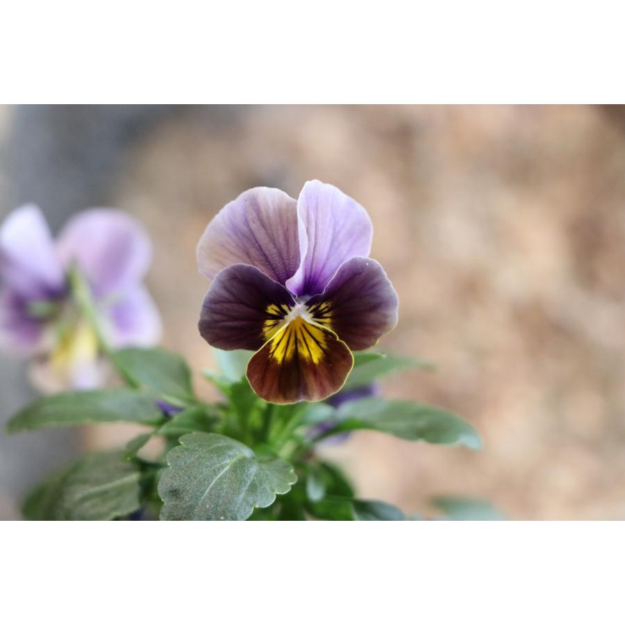 ビオラ フロステッドチョコレート 3.5号ポット苗 寄せ植え 花壇 鉢植え