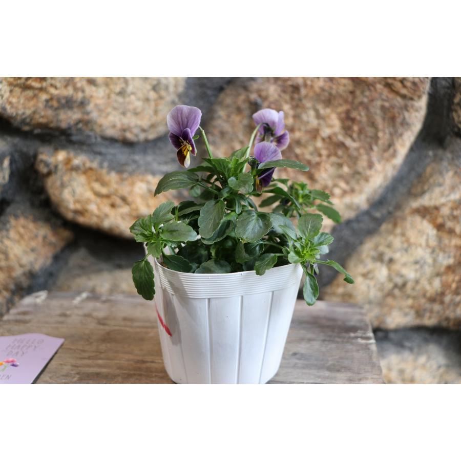 ビオラ フロステッドチョコレート 3.5号ポット苗 寄せ植え 花壇 鉢植え