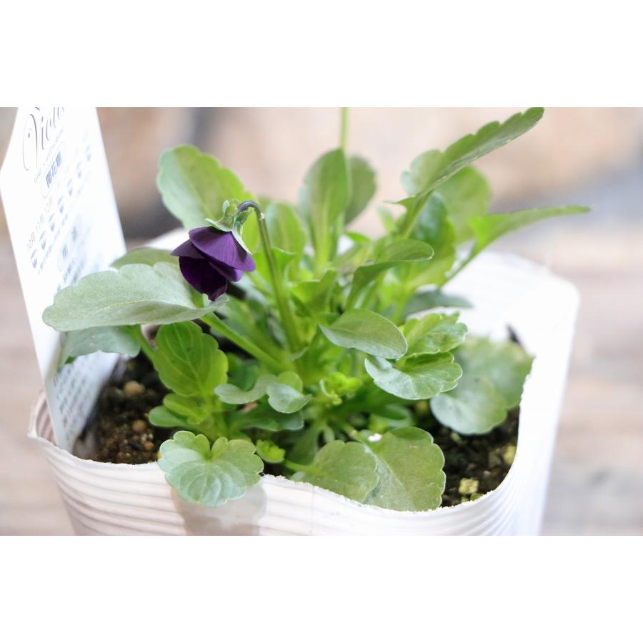 ビオラ パープル 3.5号ポット苗 寄せ植え 鉢植え 花壇 お洒落 おしゃれ