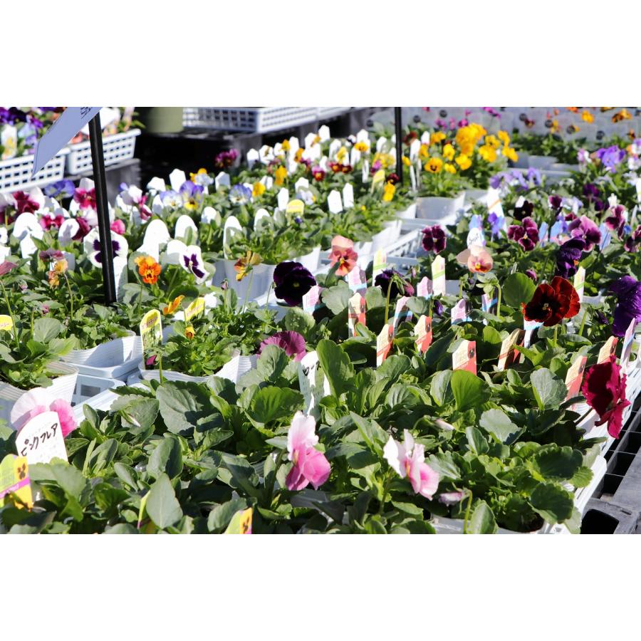 育種ビオラ10株セット福袋寄せ植えにブルーパープル系花苗 楽天市場】花ビオラ ビビ ヘブンリーブルー 2鉢セット ライトブルー