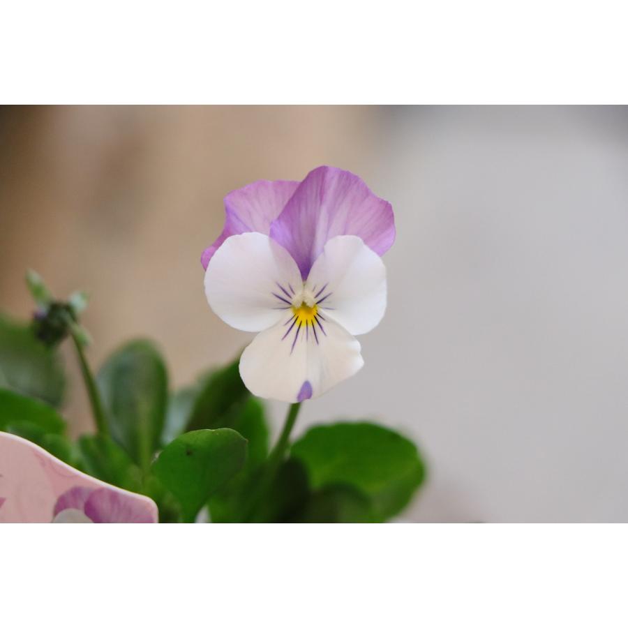 可愛い♡ときめきビオラ♡ベビーピンクメロー♡3.5号♡ポットごと宅急便コンパクト 可愛い♡ときめきビオラ♡ベビーピンクメロー♡3.5号♡ポットごと