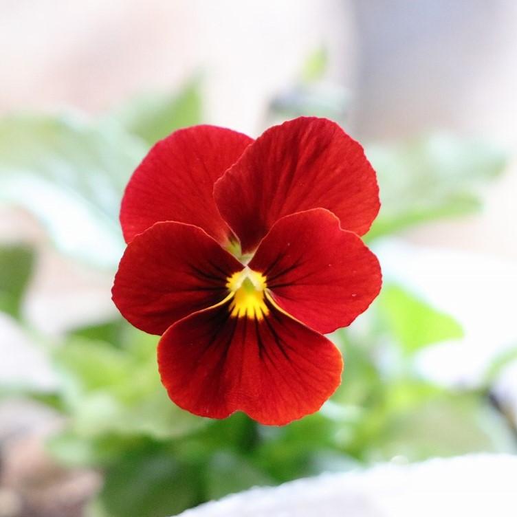 ビオラ レッド 3.5号ポット苗 寄せ植え 鉢植え 花壇 お洒落 おしゃれ