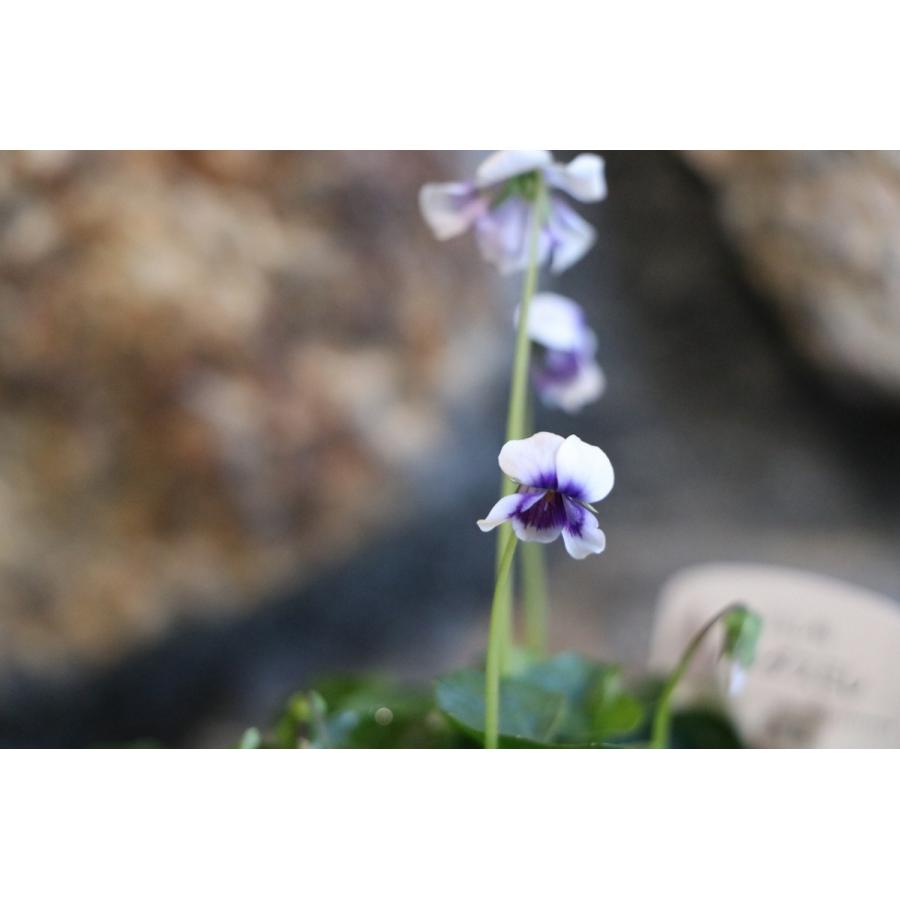 パンダスミレ 3号ポット苗 寄せ植え 花壇 : グリーンプラザ山長ヤフー