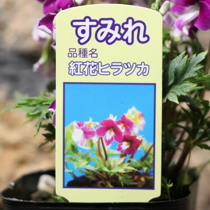 日本スミレ 紅花平塚 ベニバナヒラツカ 3号ポット苗 スミレ 寄せ植え