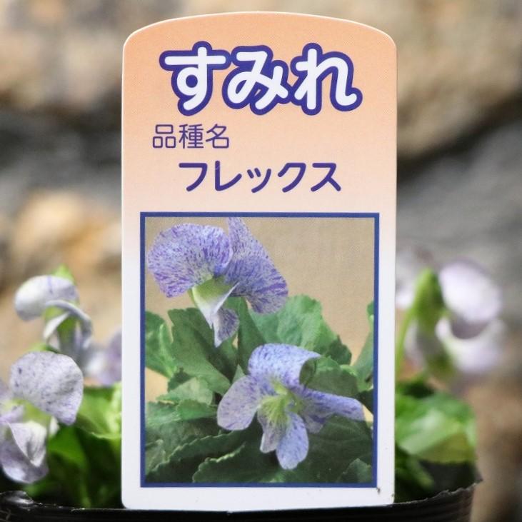 日本スミレ フレックス 3号ポット苗 スミレ 寄せ植え 花壇 鉢植え 山