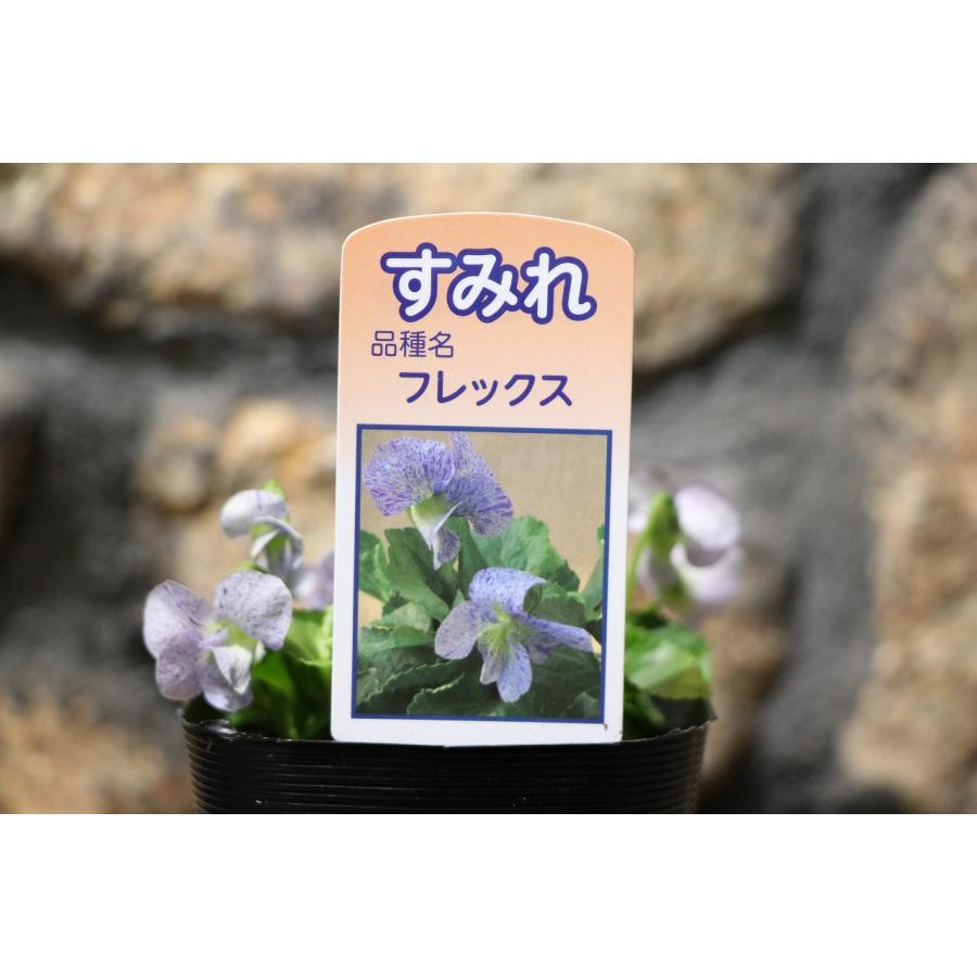 日本スミレ フレックス 3号ポット苗 スミレ 寄せ植え 花壇 鉢植え 山