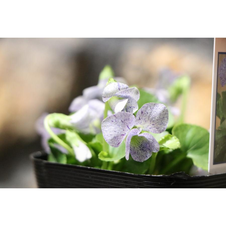 日本スミレ フレックス 3号ポット苗 スミレ 寄せ植え 花壇 鉢植え 山