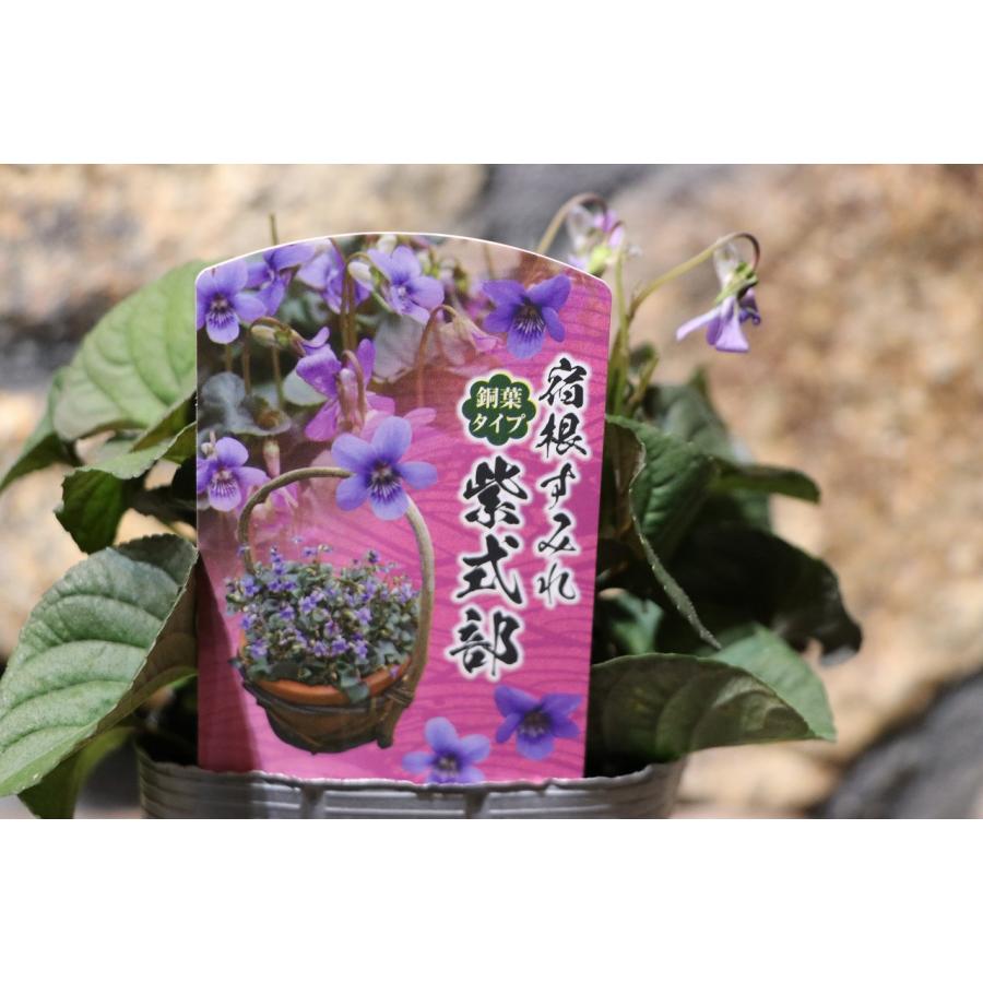 宿根スミレ 紫式部 3.5号ポット苗 寄せ植え 花壇 カラーリーフ