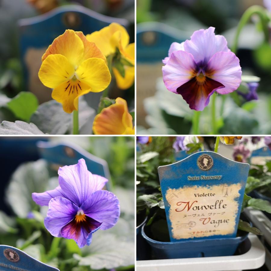 ビオラ ヌーヴェルヴァーグ アソート 3.5号ポット苗 NouvelleVague
