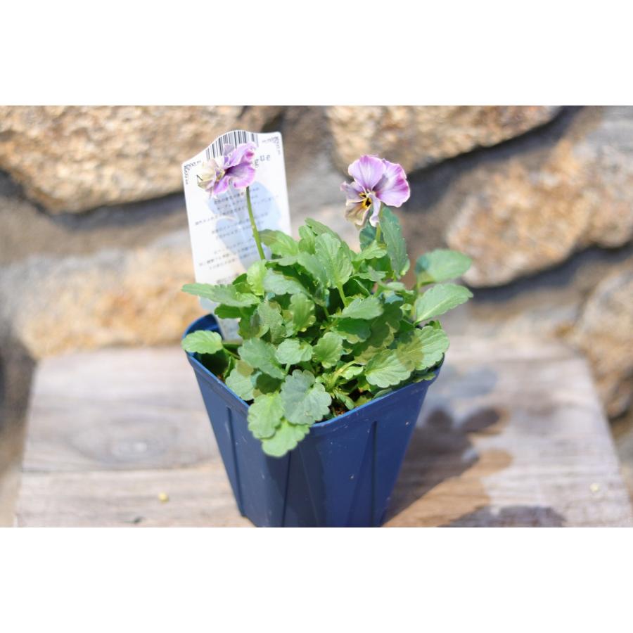 稀少品種パルプンテとラピスラズリとヌーヴェルヴァーグ3苗セット 稀少品種パルプンテとラピスラズリとヌーヴェルヴァーグ3苗セット