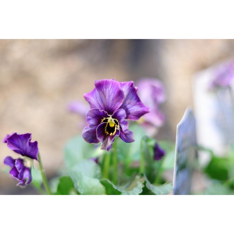 ビオラ ヌーヴェルヴァーグ ラピスラズリ 3.5号ポット苗 NouvelleVague