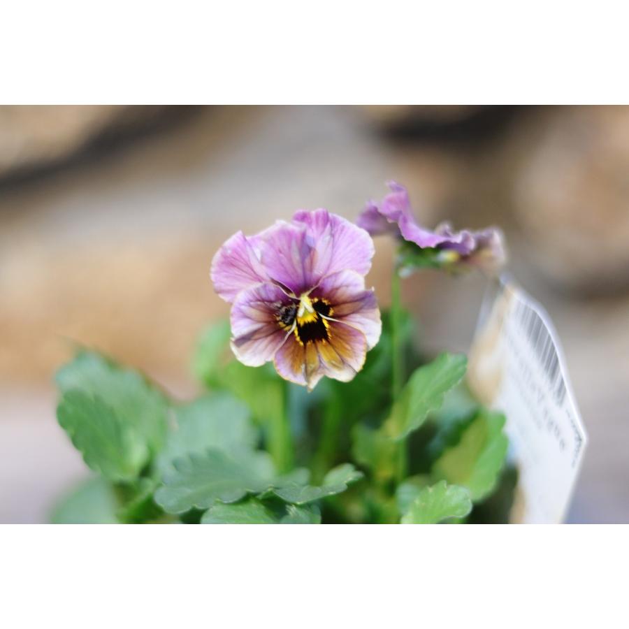 ビオラ ヌーヴェルヴァーグ ラピスラズリ 3.5号ポット苗 NouvelleVague