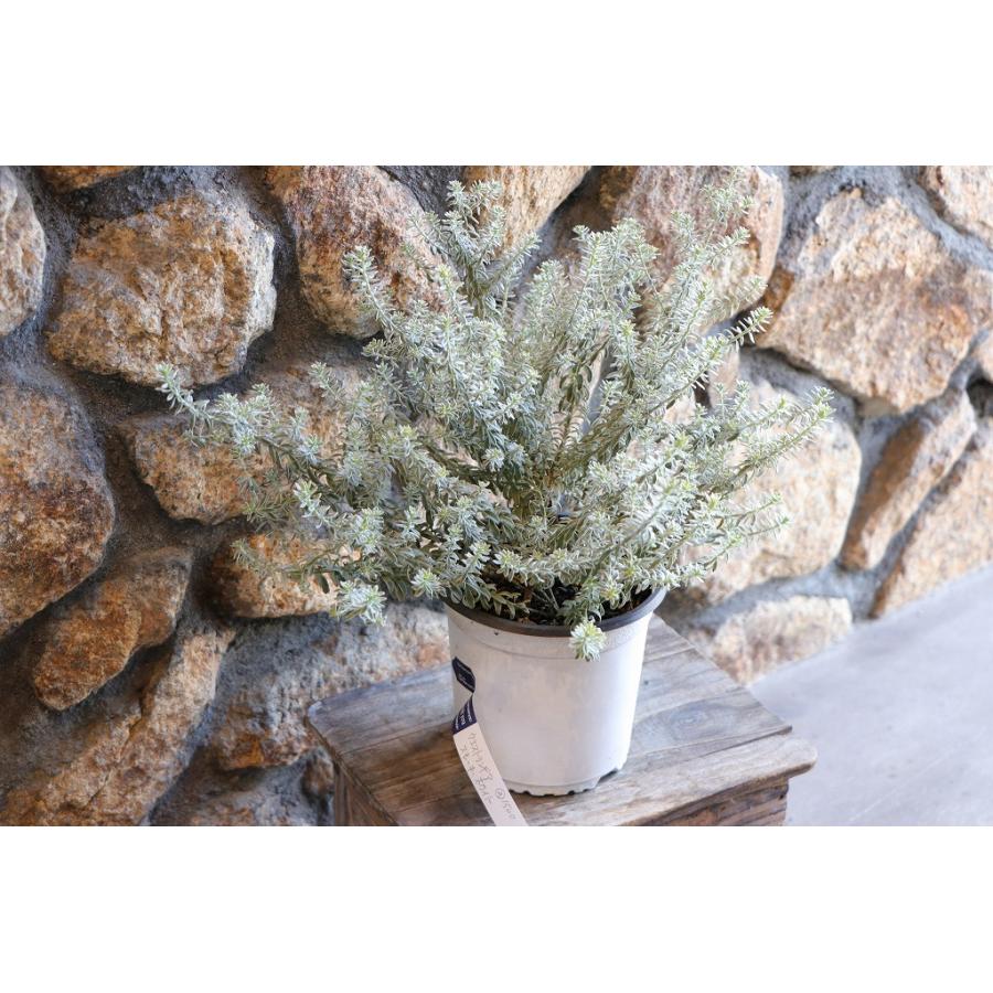 斑入り ウエストリンギア スモーキーホワイト 5個セット 斑入り