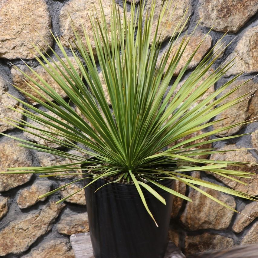 現品2】 ユッカ ロストラータ 8号ポット苗 観葉植物 植木 苗木 寄せ