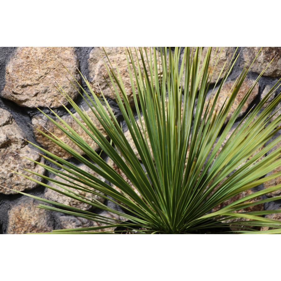 現品2】 ユッカ ロストラータ 8号ポット苗 観葉植物 植木 苗木