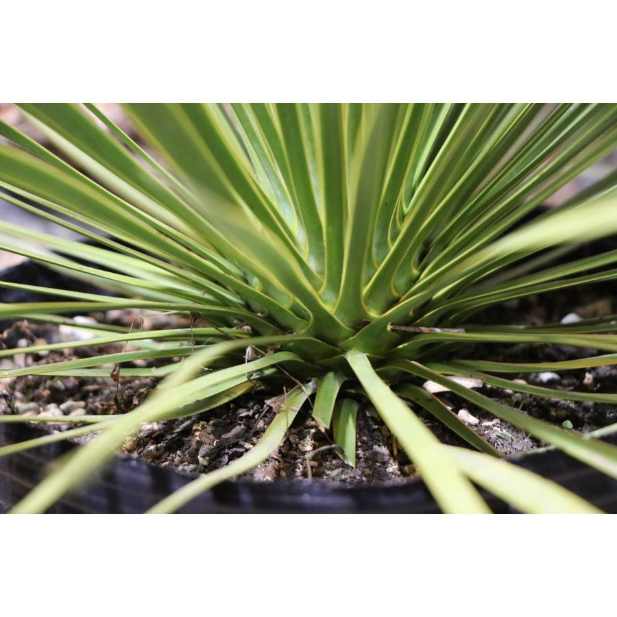 現品2】 ユッカ ロストラータ 8号ポット苗 観葉植物 植木 苗木 寄せ