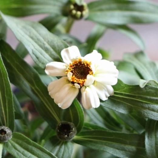 ジニア リネアリス ホワイト 3号ポット苗 細葉百日草 寄せ植え 花壇 Zinnialinearis3 グリーンプラザ山長ヤフーショッピング店 通販 Yahoo ショッピング