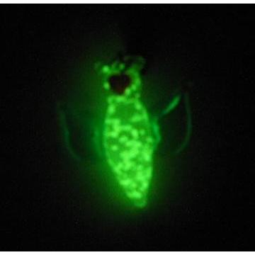 蓄光ガラス ストラップ クリオネ 蓄光 夜光 光る 携帯ストラップ