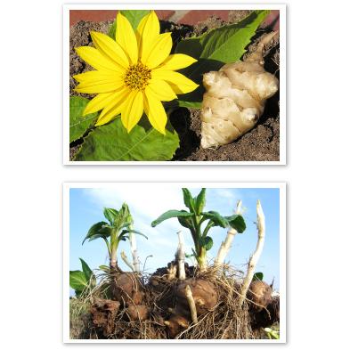 機能性表示食品へリニューアル廃版予定・キクイモ生活 粒タイプ 450粒 菊芋の恵みを満喫日本糖尿食研監修品 発送日本全国送料無料 自然のイヌリン成分 |  | 02