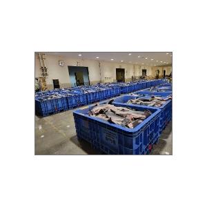 軟骨補給（ヨシキリサメ軟骨）気仙沼港水揚げ 日本製セイシン企業 SHARK CARTILAGE 送料無料(レターパックプラス発送)カード決済・銀行振込限定 |  | 04