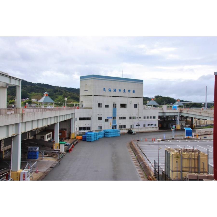 軟骨補給（ヨシキリサメ軟骨）×3個セット気仙沼港水揚げ 日本製セイシン企業 SHARK CARTILAGE 送料無料 各決済OK！ |  | 03