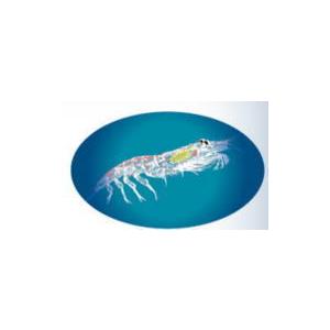 【即納】オメガ３クリル×3個セット白鳥薬品南極海のオキアミ由来のサラサラ系サプリOmega3KrillOil ＭＳＣ海洋管理協議会海洋資源推進認定品質 |  | 02