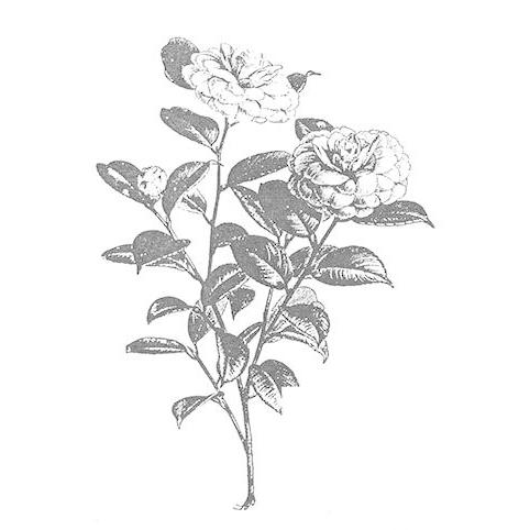 椿の木 ラバースタンプ 輸入スタンプ アートスタンプ Structureconsult Co Uk