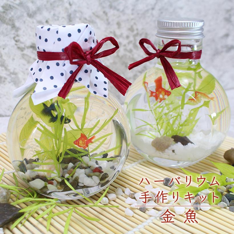 ハーバリウム キット [金魚] 夏 インテリア 和風 アクア プリザーブドフラワー 作り方 材料 花材 ワークショップ イベント 工作 プレゼント 母の日 卒業 入学（Yahoo!・グレイスヤフーショップ）