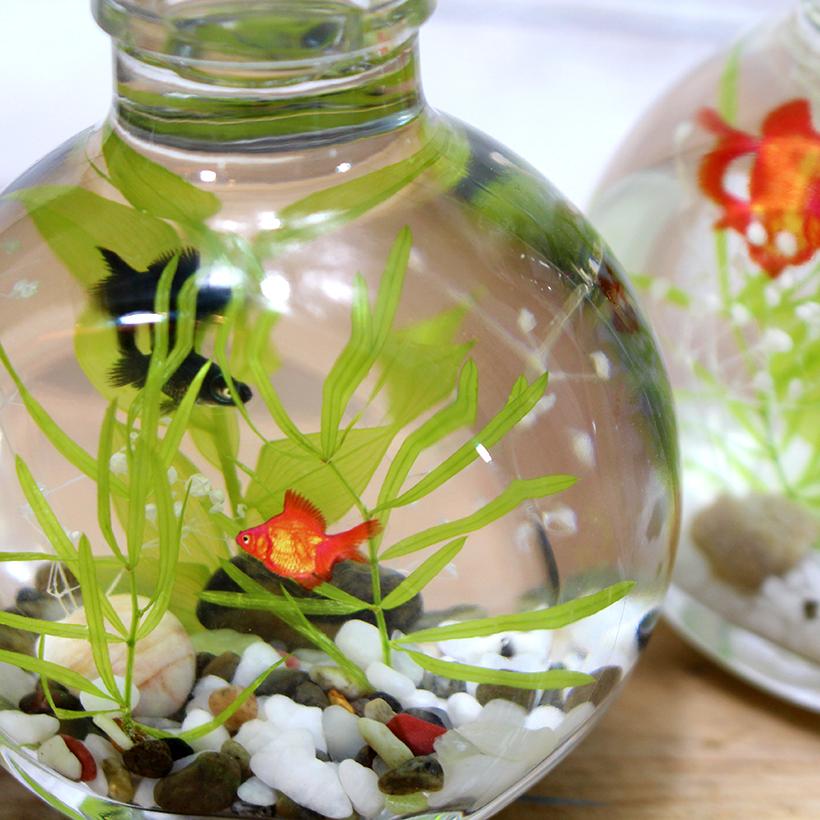 ハーバリウム キット [金魚] 夏 インテリア 和風 アクア プリザーブド