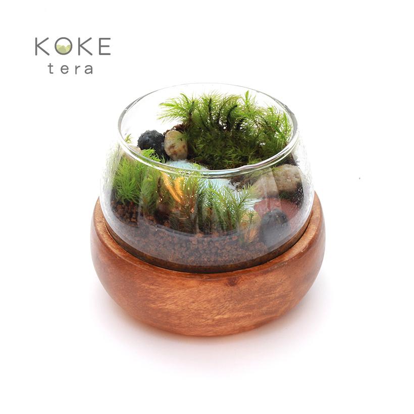 送料無料 苔テラリウム 手作り キット 恐竜 父の日 Koketera 04 グレイスヤフーショップ 通販 Yahoo ショッピング