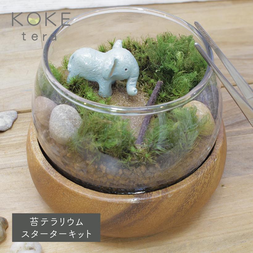 苔テラリウム 手作り キット ゾウ フィギュア付き 夏休み 自由研究 テラリウム キット 箱庭 ギフト プレゼント Koketera 11 グレイスヤフーショップ 通販 Yahoo ショッピング